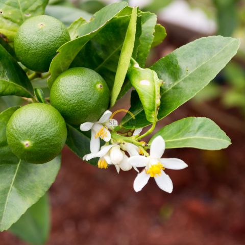 5 Yaş Tahiti Lime Fidanı *ÜZERİ ÇİÇEKLİ*