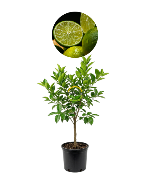 5 Yaş Tahiti Lime Fidanı *ÜZERİ MEYVELİ*