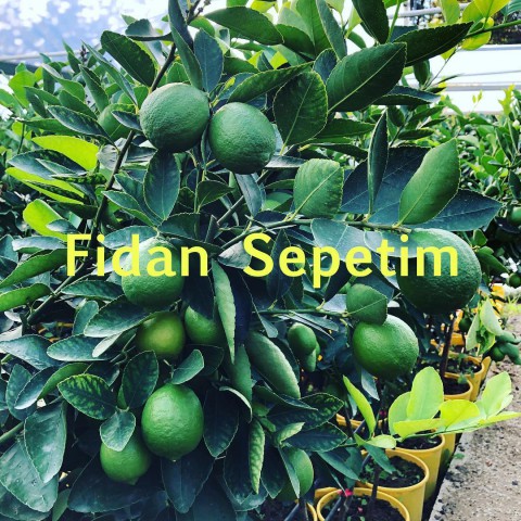 5 Yaş Tahiti Lime Fidanı *ÜZERİ MEYVELİ*