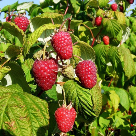 5 adet Ahududu (Frambuaz) Fidanı Paketi
