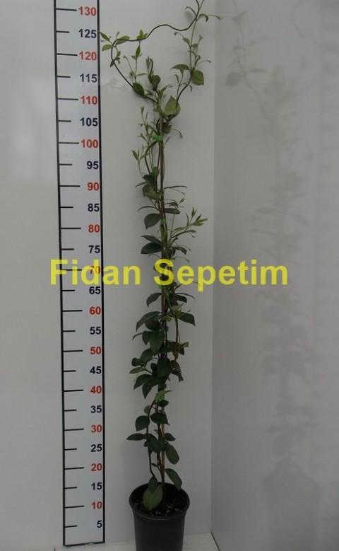 5 adet Arap Yasemini Fidanı Paketi 5 adet Arap Yasemini Fidanı Paketi