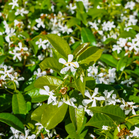 5 adet Arap Yasemini Fidanı Paketi