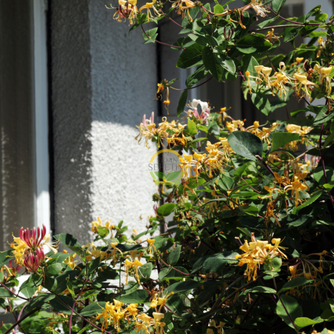 5 adet Hanımeli Fidanı Paketi 5 adet Hanımeli Fidanı Paketi