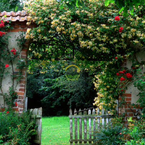 5 adet Hanımeli Fidanı Paketi 5 adet Hanımeli Fidanı Paketi