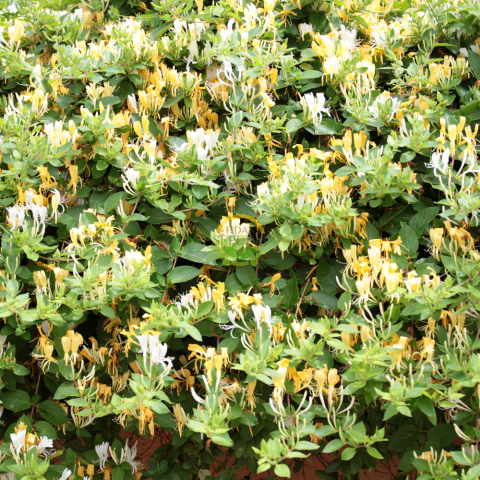 5 adet Hanımeli Fidanı Paketi 5 adet Hanımeli Fidanı Paketi