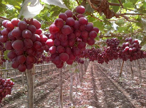 5 Adet Red Globe Üzüm Fidanı -Açık Kök-