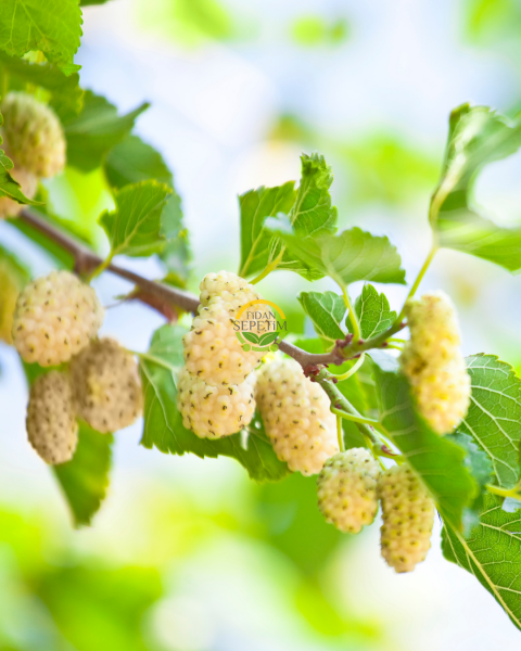 6 Yaş Aşılı Beyaz Dut Fidanı