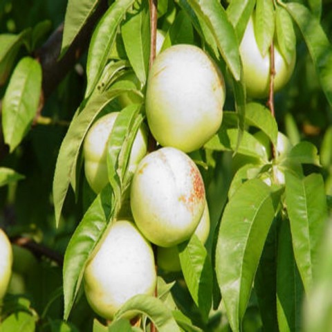 6 Yaş Aşılı Beyaz Nektarin Fidanı 'ROOTBALL'