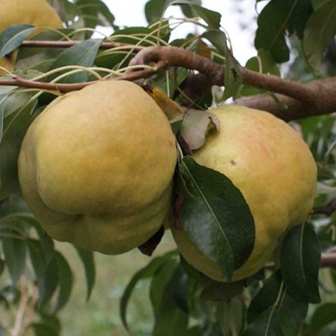 6 Yaş Aşılı Deveci Armut Fidanı 'Rootball'