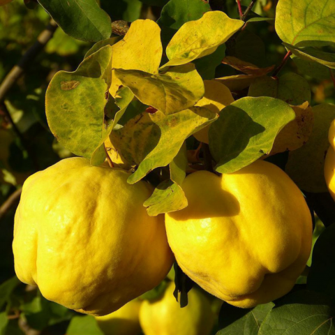 6 Yaş Aşılı Ekmek Ayva Fidanı