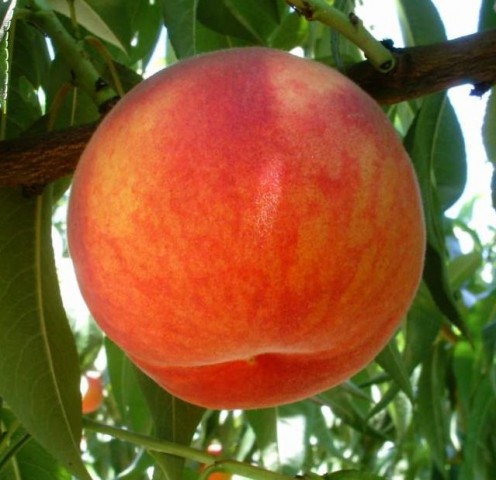 6 Yaş Aşılı Glohaven Şeftali Fidanı