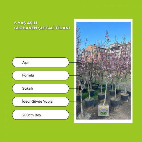 6 Yaş Aşılı Glohaven Şeftali Fidanı