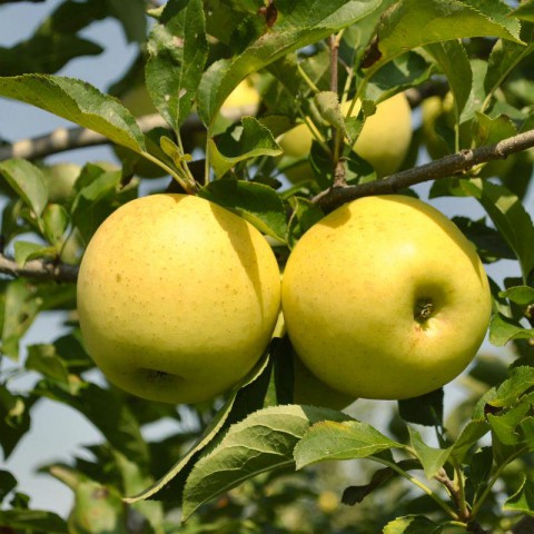 6 Yaş Aşılı Golden Delicious Elma Fidanı 'Rootball'