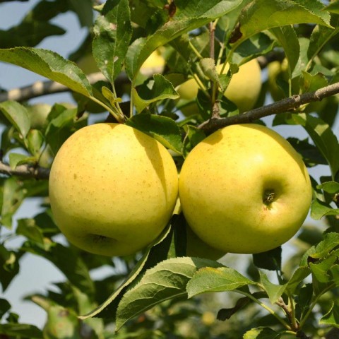 6 Yaş Aşılı Golden Delicious Elma Fidanı