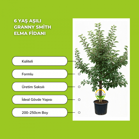 6 Yaş Aşılı Granny Smith Elma Fidanı