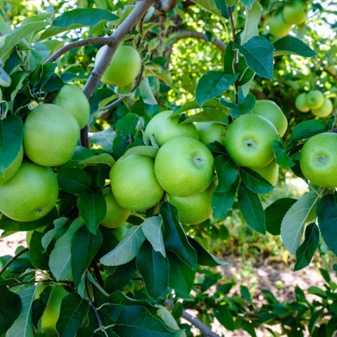 6 Yaş Aşılı Granny Smith Elma Fidanı