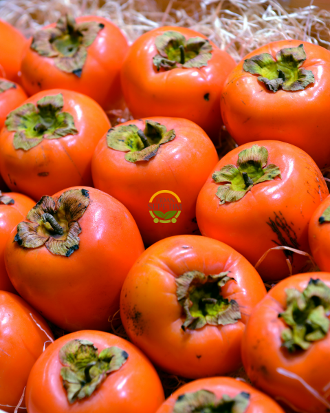 6 Yaş Aşılı Hachiya Trabzon Hurması Fidanı 'Rootball'