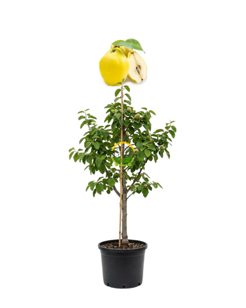 6 Yaş Aşılı Limon Ayva Fidanı