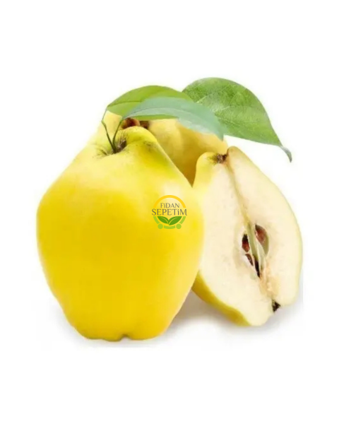 6 Yaş Aşılı Limon Ayva Fidanı