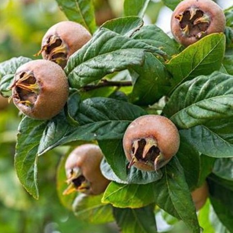 6 Yaş Aşılı Muşmula Fidanı