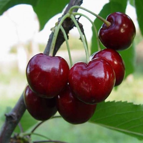 6 Yaş Aşılı Napolyon Kiraz Fidanı 'Rootball'