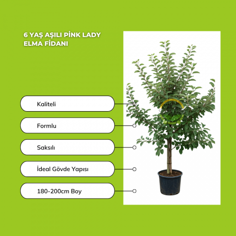 6 Yaş Aşılı Pink Lady Elma Fidanı