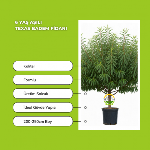 6 Yaş Aşılı Texas Badem Fidanı