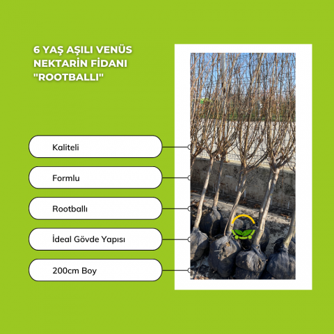 6 Yaş Aşılı Venüs Nektarin Fidanı 'Rootball'