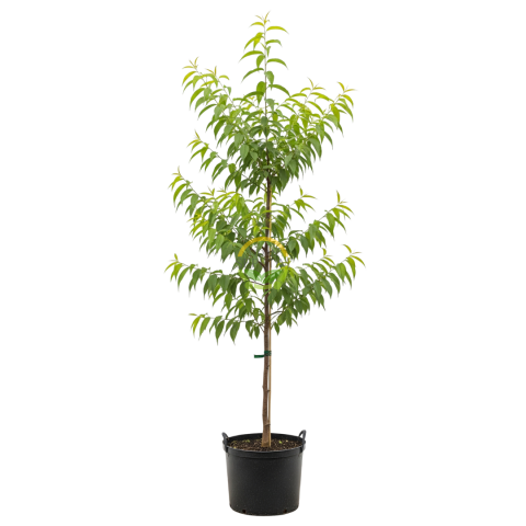 6 Yaş Aşılı Venüs Nektarin Fidanı