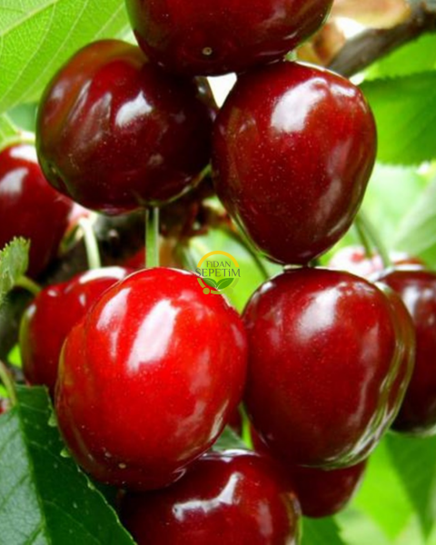 6 Yaş Aşılı Yarımca (Early Burlat) Kiraz Fidanı 'Rootball'