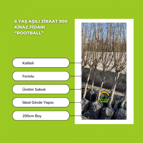 6 Yaş Aşılı Ziraat 900 Kiraz Fidanı | ROOTBALL