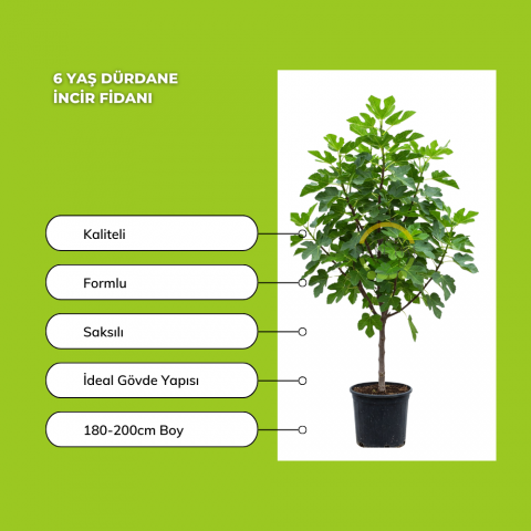 6 Yaş Bursa Dürdane İncir Fidanı