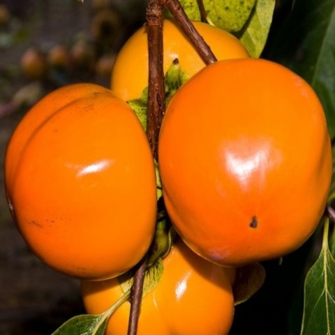 6 Yaş Fuyu Trabzon Hurması (Cennet Elması) Fidanı 'Rootball'