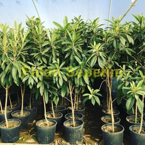 6 Yaş Malta Erik Fidanı (Yeni Dünya)