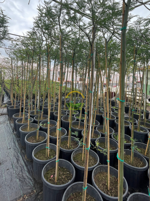 6 Yaş Mimoza Ağacı Fidanı - Gümüşi akasya (Acacia dealbata)