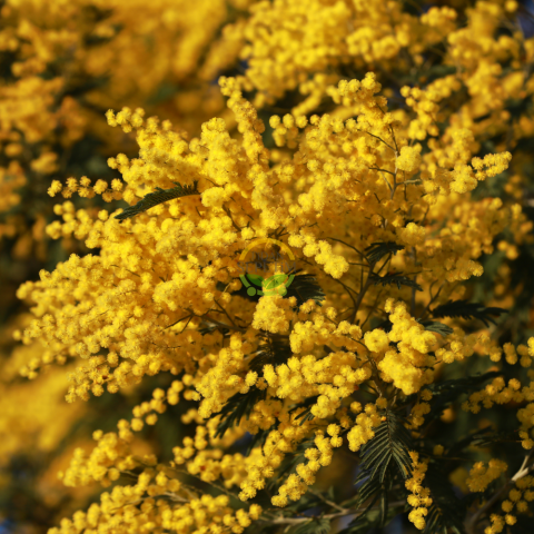 6 Yaş Mimoza Ağacı Fidanı - Gümüşi akasya (Acacia dealbata)