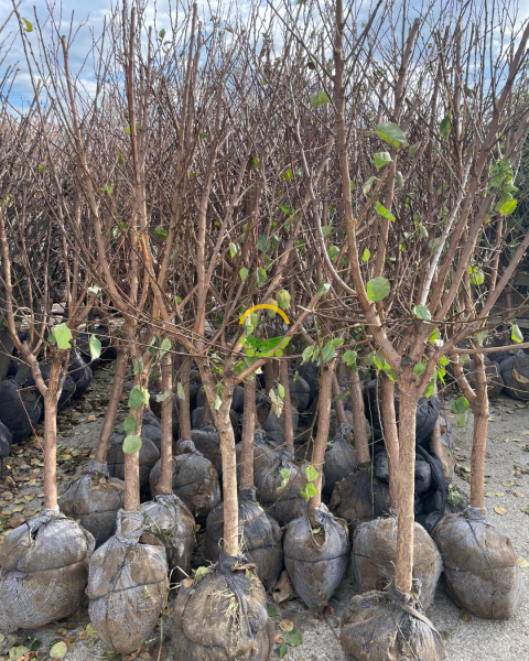 6 Yaş Şekerpare Kayısı Fidanı 'Rootball'