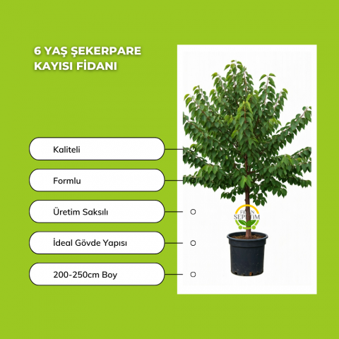 6 Yaş Şekerpare Kayısı Fidanı