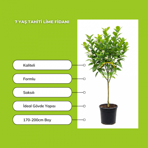 7 Yaş Tahiti Lime Fidanı