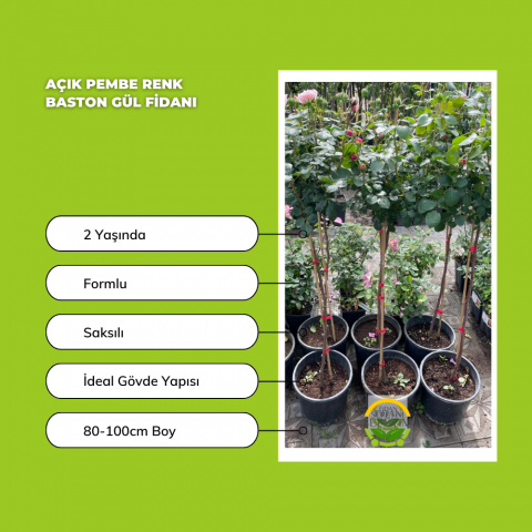 Açık Pembe Renk Baston Gül Fidanı