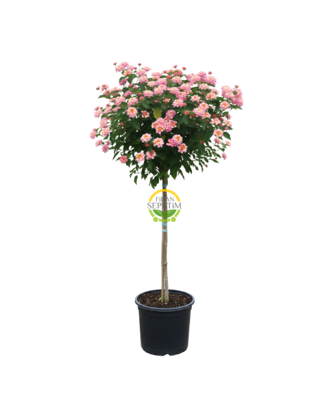 Açık Pembe/Sarı Çiçekli Tijli Mine Ağacı 130-140 cm (Lantana Camara)