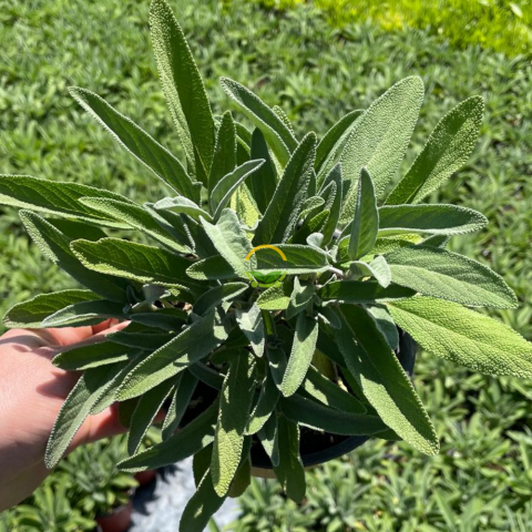 Adaçayı Fidesi 'Salvia Officinalis' 3 Adet