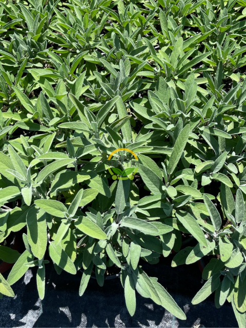 Adaçayı Fidesi 'Salvia Officinalis' 3 Adet