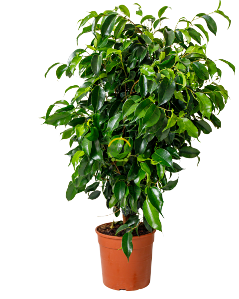 Ağlayan İncir Ağacı Bitkisi 'Ficus Benjamin Anastasia'