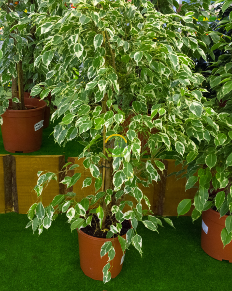Alaca Renk Ficus Benjamin Bitkisi 'Golden King'
