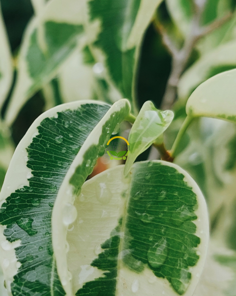 Alaca Renk Ficus Benjamin Bitkisi 'Golden King'