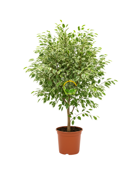 Alaca Renk Ficus Benjamin Bitkisi 'Golden King'
