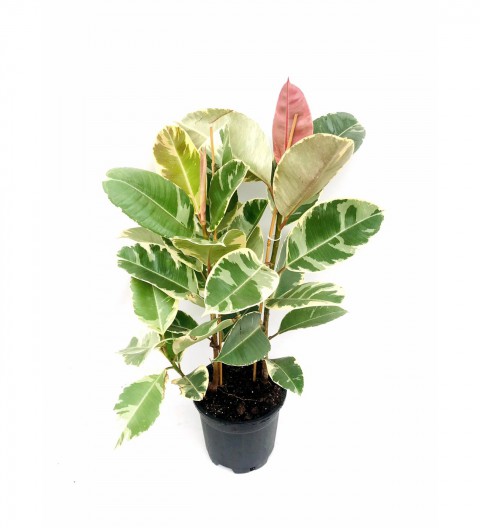 Alacalı Kauçuk Çiçeği 2'li 80-100cm Alacalı Kauçuk Çiçeği 2'li 80-100cm