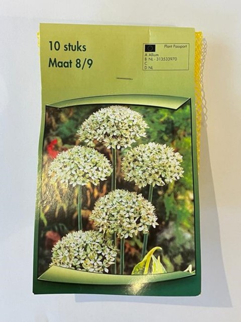 Allium Multibulbosum Lale Soğanı 10 Adet