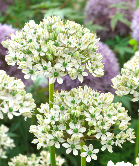Allium Multibulbosum Lale Soğanı 10 Adet